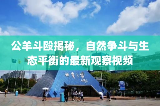 公羊斗殴揭秘，自然争斗与生态平衡的最新观察视频