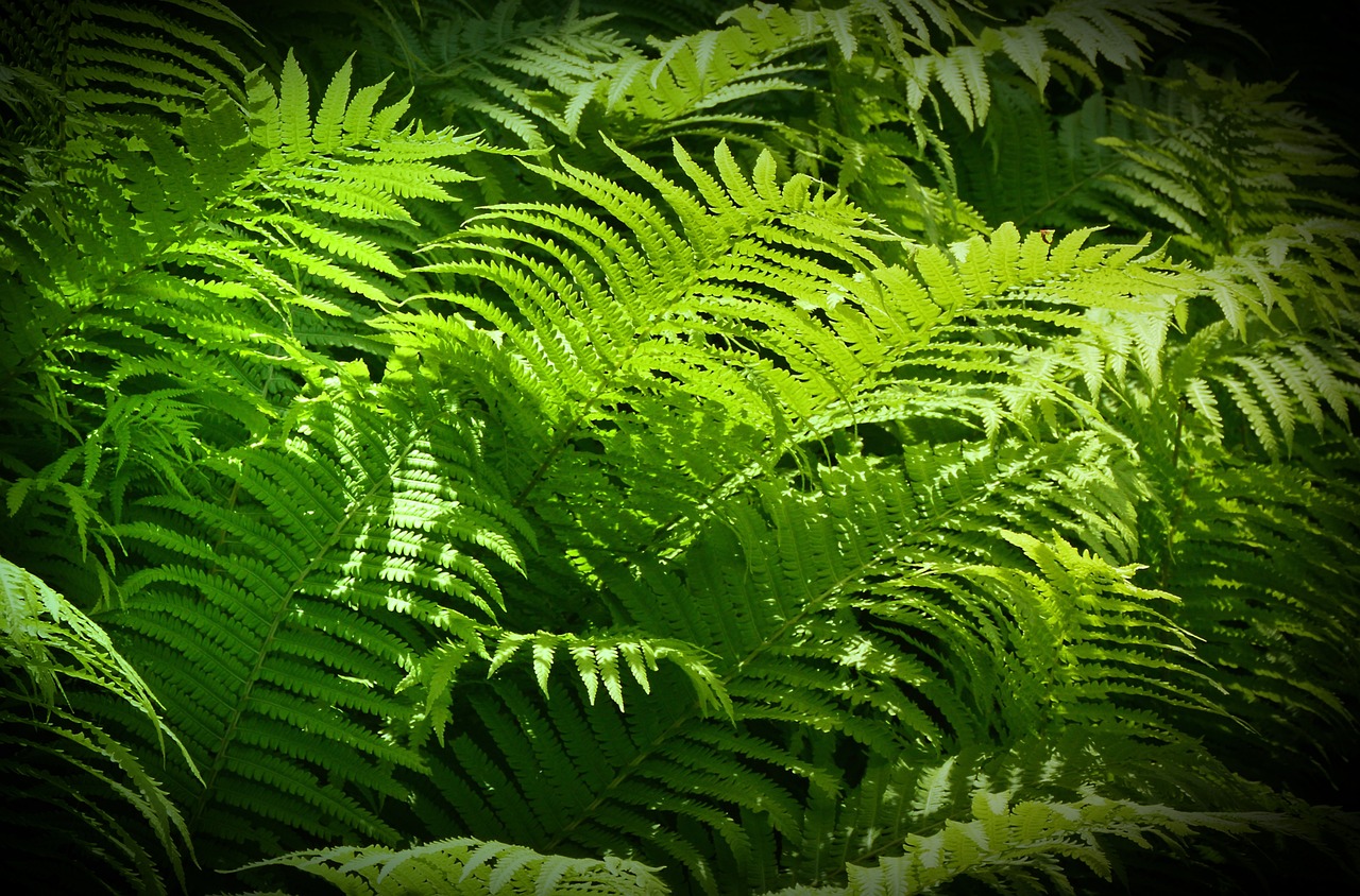 白裙红衣 第37页