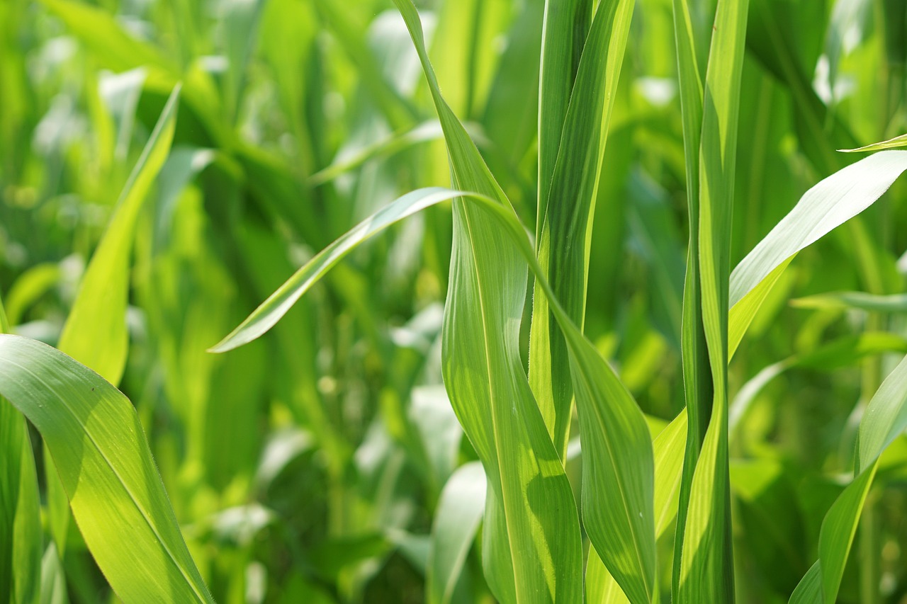 菜心价格行情深度分析