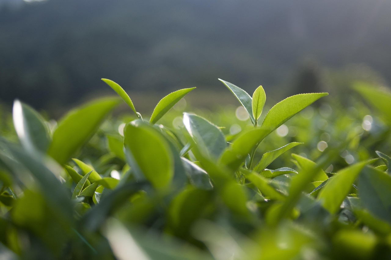 探寻西湖龙井茶独特魅力，2017年上市之旅揭秘