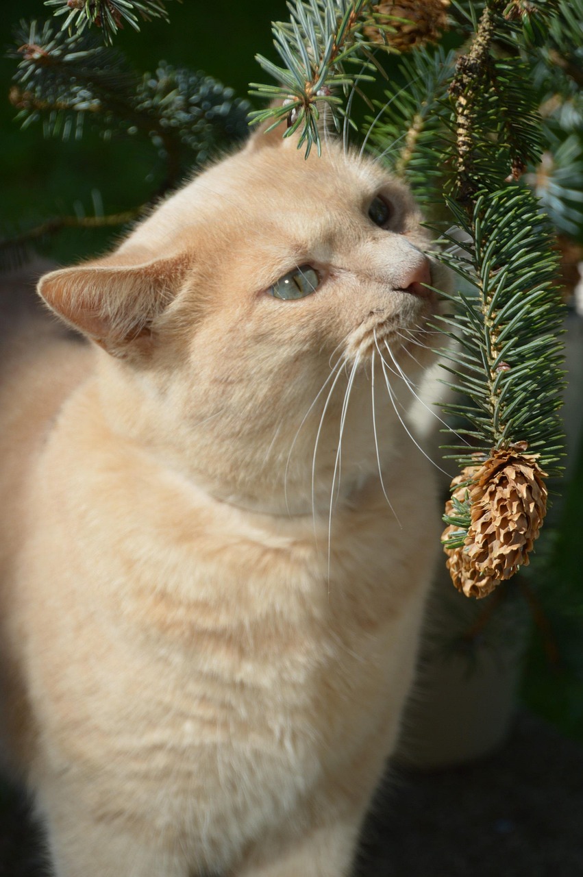 男生抱猫动漫头像，探索温暖情感与动漫魅力
