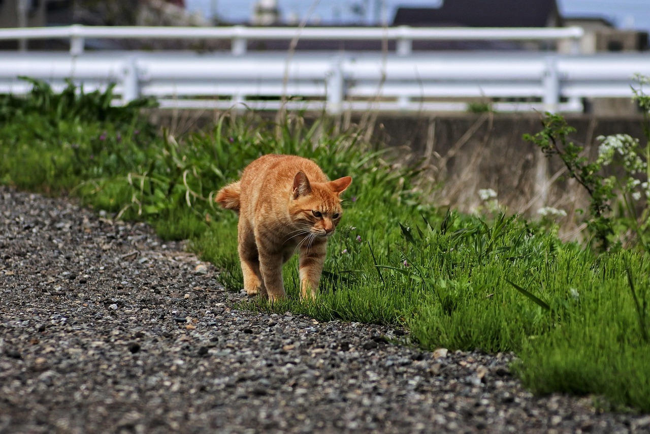 电影加菲猫，一只猫的冒险之旅与奇妙人生