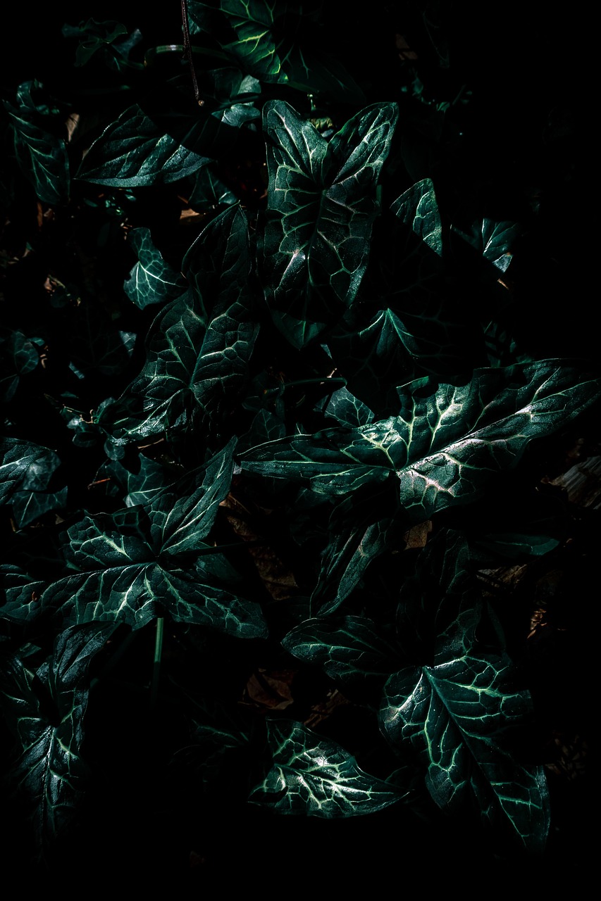 南极星老奶奶 第2页